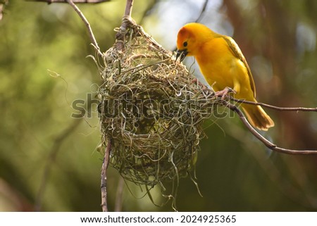 A yellow bird building its nest.