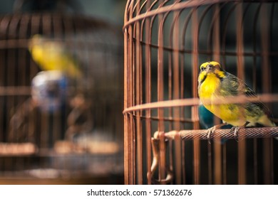 Yellow Bird In A Cage At A Market In Hong Kong