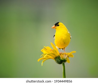 Yellow Bird Matching His Flower On A Sunny Day