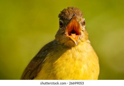 Download Yellow Bird Mouth Open Stock Photo Edit Now 26699053 PSD Mockup Templates