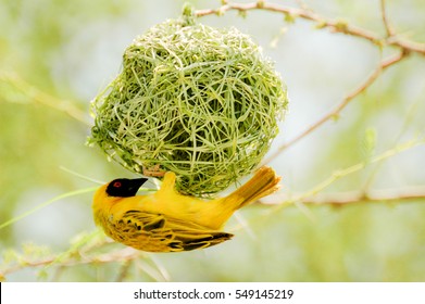 Yellow bird in nest