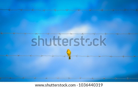 Similar – Image, Stock Photo snack bar Pet Bird 1