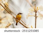 Yellow bird on white ipe flower