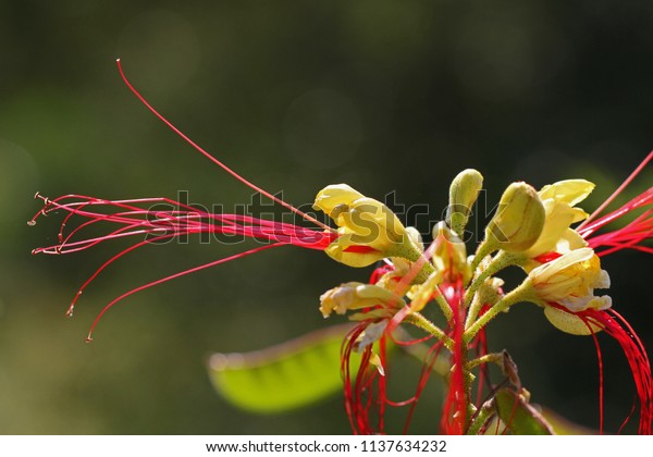 Yellow Bird Paradise Flower Closeup Latin Stock Photo 1137634232