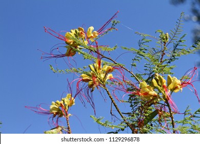 42 Barbas De Chivo Images, Stock Photos & Vectors | Shutterstock