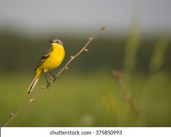 Yellow bird sitting on a branch - Powered by Shutterstock