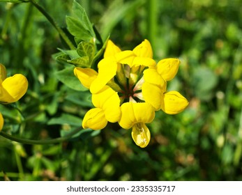 Yellow Bird's-foot trefoil flowers ,Lotus corniculatus ,Fabaceae Bean Pea, Invasive Species  - Shutterstock ID 2335335717