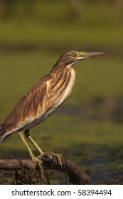 Yellow Bittern