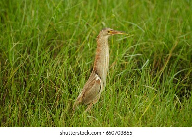 Yellow Bittern