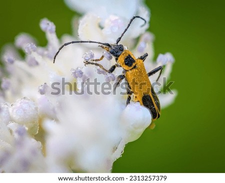 Yellow and black beetle on dew-covered white and purple flower