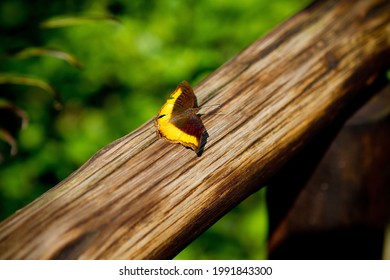 Yellow And Black Brush Footed Butterfly Nymphalidae 