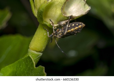Yellow and black bug on a tree leaf