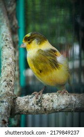 Yellow Black Canary Bird Perch At The Branch In The Cage