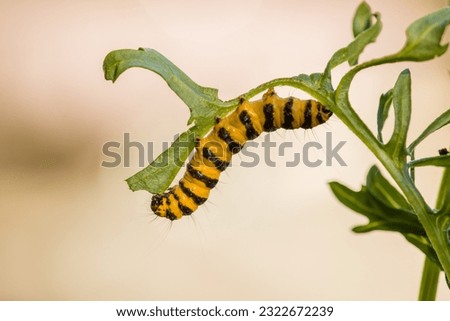 the yellow black caterpillar of the cinnabar moth feeding on a ragwort plant