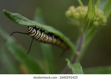 Yellow and black caterpillar crawling the underside of a leaf