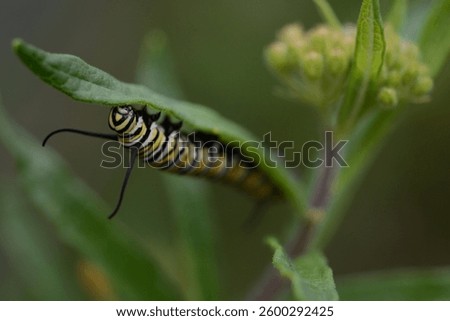 Yellow and black caterpillar crawling the underside of a leaf