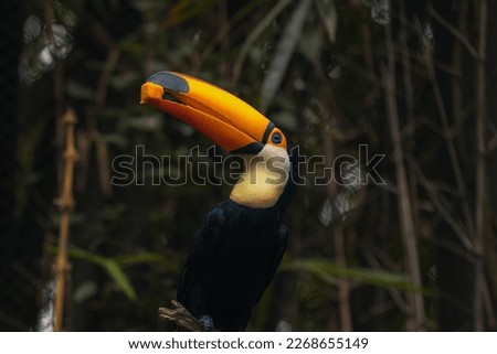 A yellow black colored toucan bird resting on the dried stem on a tree and behind the light green background. Toucans are members of the Neotropical near passerine bird family Ramphastidae.