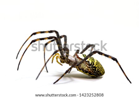Yellow black crab spider on white background. Tropical insect hunter spider closeup photo. Exotic spider detailed macrophoto. Striped insect. Creepy animal of tropic jungle. Asian arachnid species