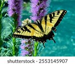 A yellow and black Eastern Tiger Swallowtail butterfly with its wings spread open is perched on a stalk of purple flowers.