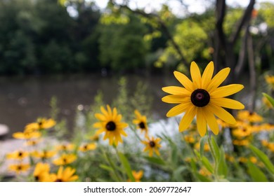 Yellow Black Eyed Susan Flowers along the Pond at Central Park in New York City during Summer