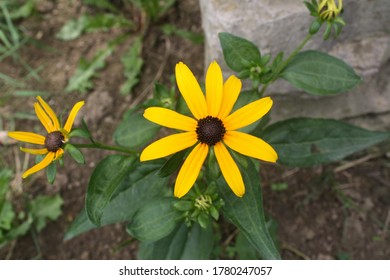 Yellow and Black Flower with Leaves