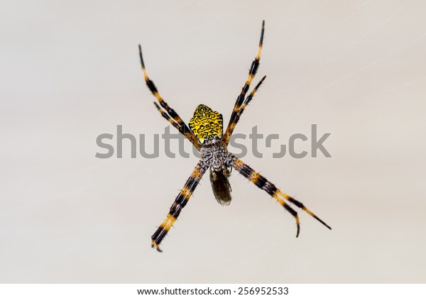 Yellow Black Garden Orb Weaver Spider Stock Photo Edit Now 256952533