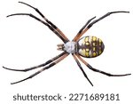 Yellow and black garden spider (Argiope aurantia) isolated on white background.