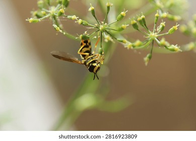 Yellow and Black Hoverfly Hovering Over Wild Fennel Flowers