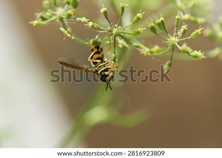 Yellow and Black Hoverfly Hovering Over Wild Fennel Flowers