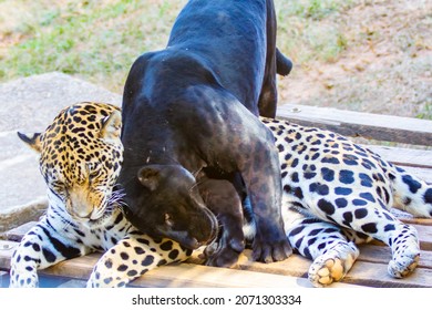 116 Jaguar lying down Images, Stock Photos & Vectors | Shutterstock