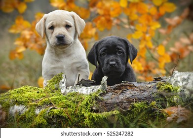 Yellow and black Labrador retriever puppies in autumn scenery
