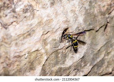 Yellow And Black Potter Wasp (eumeninae) Sitting In A Hole, Cape Town, South Africa