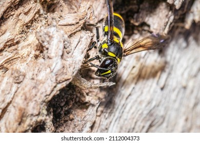 Yellow And Black Potter Wasp (eumeninae) Sitting In A Hole, Cape Town, South Africa