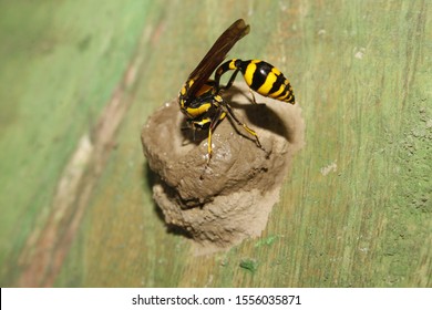 Yellow And Black Potter Wasp Or Mason Wasp (Phimenes Flavopictum) Building Mud Nest.