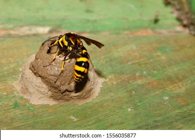 Yellow And Black Potter Wasp Or Mason Wasp (Phimenes Flavopictum) Building Mud Nest.