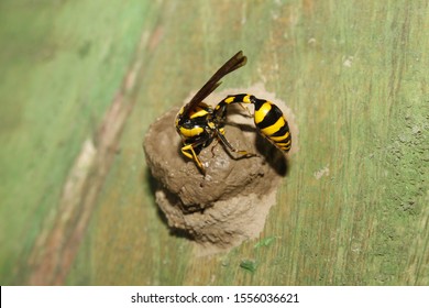 Yellow And Black Potter Wasp Or Mason Wasp (Phimenes Flavopictum) Building Mud Nest.