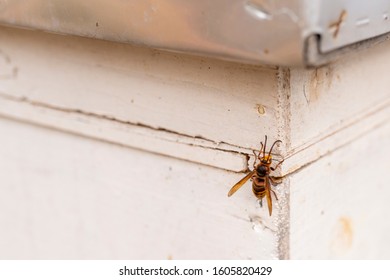 Yellow And Black Potter Wasp Or Mason Wasp (Phimenes Flavopictum) On A White Wooden Bee Hive, Danger