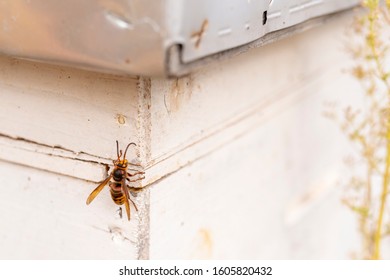 Yellow And Black Potter Wasp Or Mason Wasp (Phimenes Flavopictum) On A White Wooden Bee Hive, Danger