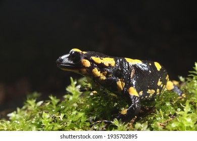 Yellow and black salamander on moss photographed with flash. Fine details.