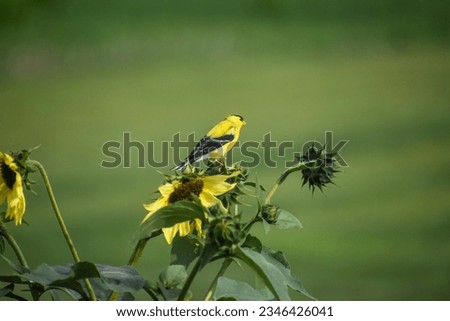 Yellow and black small bird Finch sitting on a golden yellow and green sunflower plant in summer. 
