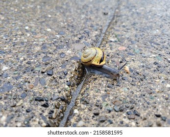 Yellow And Black Snail Crawling On Textured Wet Concrete Background. 