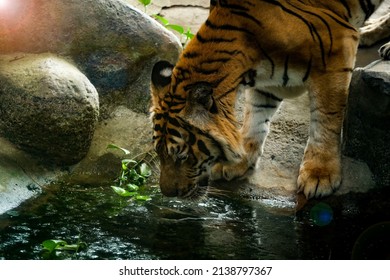 Yellow and black strip tiger drinking water at little pond, close up tiger bowing his head near pond with orange light at corner.