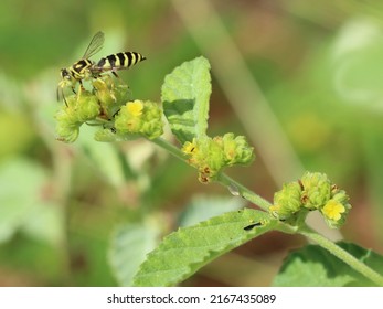 Yellow And Black Wasp Pollinating On Small Flowers.