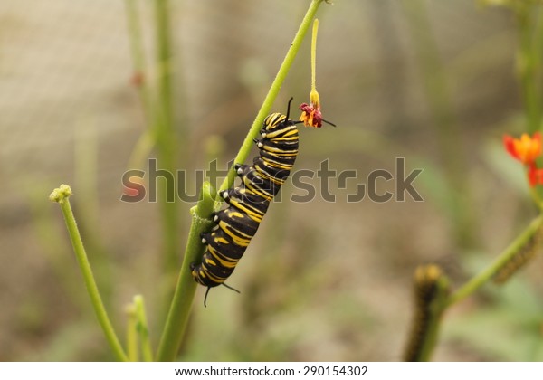 Yellow Black White Striped Monarch Butterfly Stock Photo Edit Now