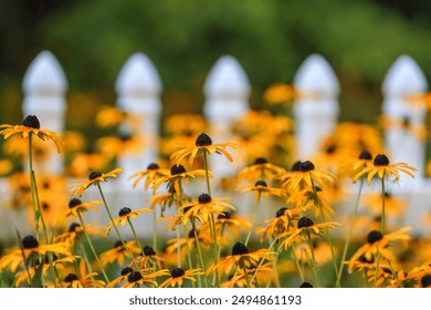 Yellow black-eyed Susan flowers in the garden - Powered by Shutterstock