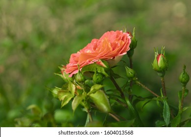 Yellow Blend Floribunda Roses Brothers Grimm Fairy Tale Bred By W. Kordes & Sons In 2002