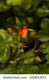 Yellow Blend Floribunda Roses Brothers Grimm Fairy Tale Bred By W. Kordes & Sons In 2002