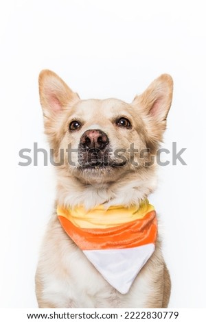 Yellow Blonde Golden Retriever Shepherd Chow Mixed Breed Puppy Dog Wearing Smiling Happy Smirk Halloween Festive Candy Corn Bandana Costume Cute Portrait Isolated in Studio on White Background