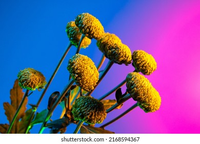 Yellow Bloom. Closeup. Live Flowers, Creative Floral Composition Over Blue And Pink Background In Neon Light. Concept Of Floristry, Decorations, Creativity, Decor And Ad. Design For Wallpaper