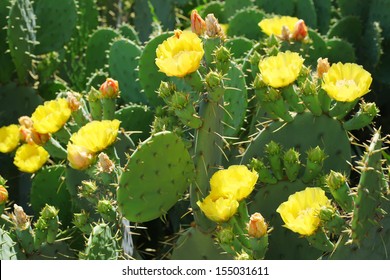 Yellow Blooming Cactus Close Up